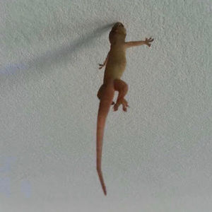 Meet your Posher, Cheese